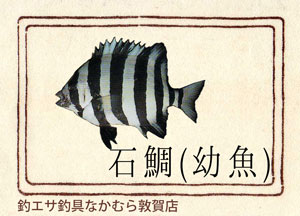 石鯛(イシダイ)(幼魚)